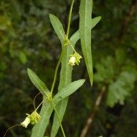 Solena umbellata (J.G.Klein ex Willd.) W.J.de Wilde & Duyfjes